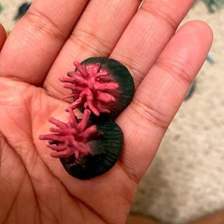 Sea Anemone