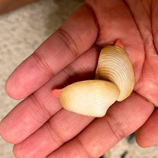 Clams