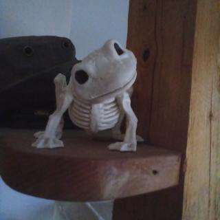 Toad