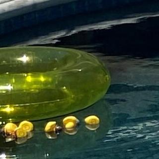 Dead Ducks