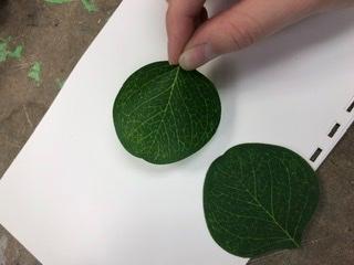 A few of the leaves