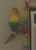 Parrot