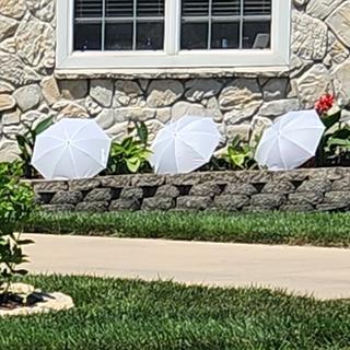 Shade for East facing caladiums