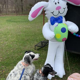 Easter Bunny