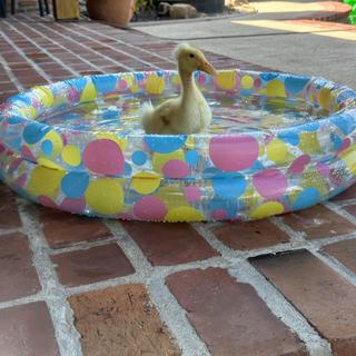 Buddy enjoying his pool.