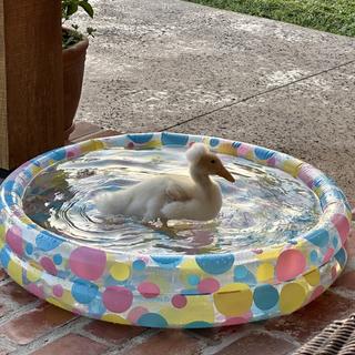 Swimming around.
