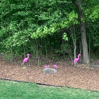 Flamingo Family 