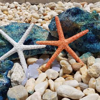 starfish