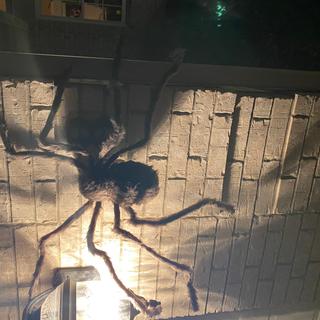 Great hanging from lights.