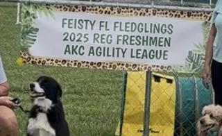 A team of Novice pups working on their skills in the heat of summer.