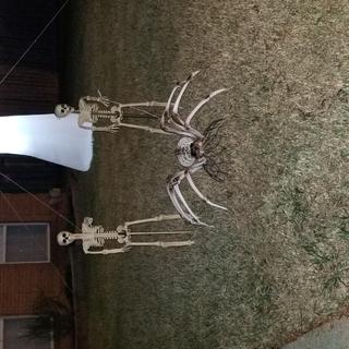 skeleton spider