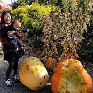 two side by side tied to an easel rather than using the built in stand