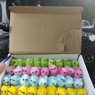 Chicks