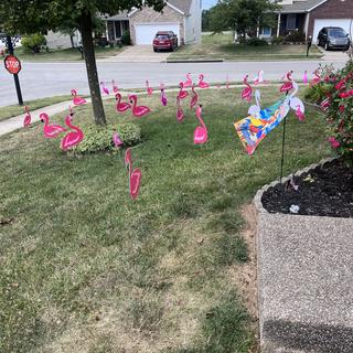 50 Flamingos