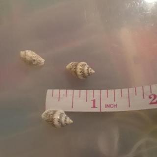 really are mini seashells
