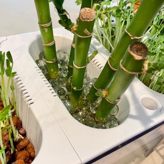 Marbles and bamboo