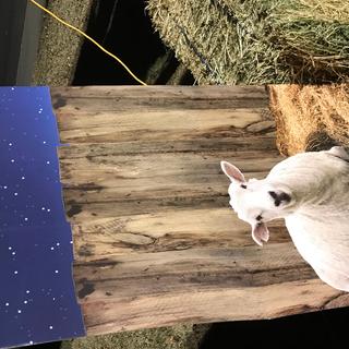 Lamb