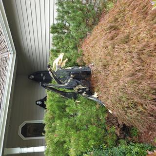 Long view.  He is on a Japanese maple