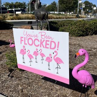 Our first flocking.