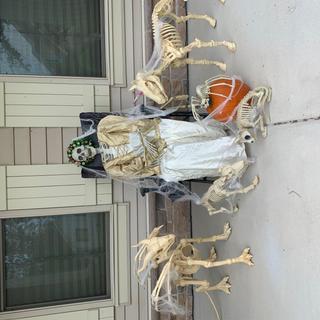 Skeleton family