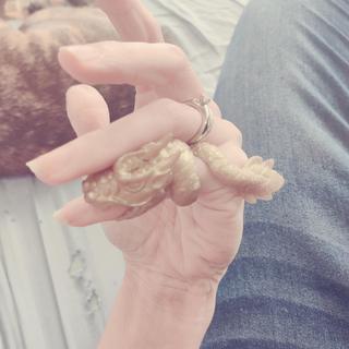 On adult pinky
