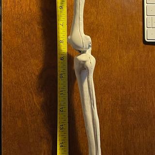 16.5” leg