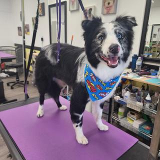 Used as pet bandanas