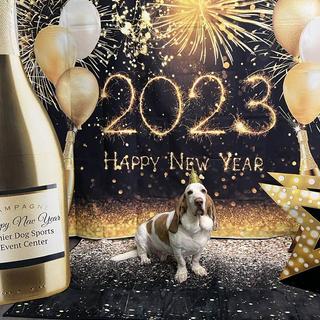 Flash the Basset