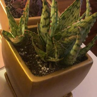 Great for small succulents