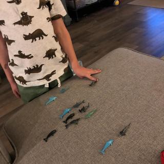 Dolphins vs. Sharks