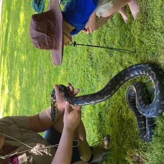 Carpet Python