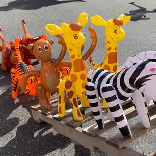 Animals s