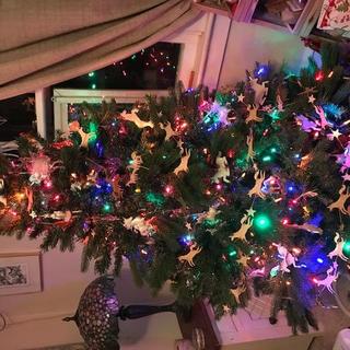 my tree this year
