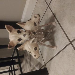 Beware of Dog