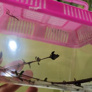 Imagine many of these!