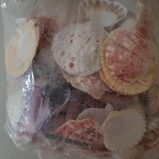 Seashell Assortment?