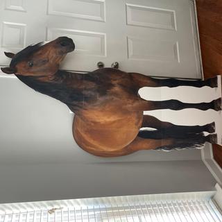 Horse stand up