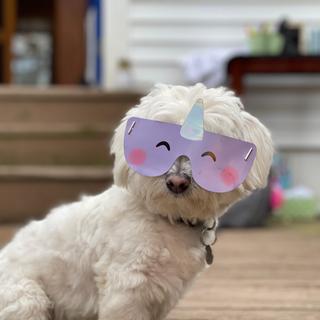 So fun even our puppy tried to join in!