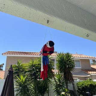 Parrot