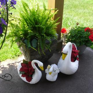 Submitted by Carol P