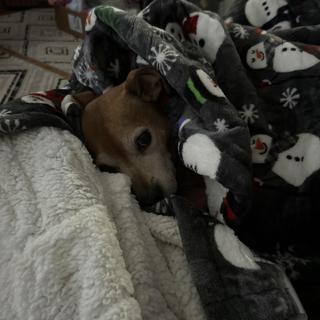 Submitted by CAROL O