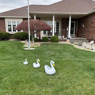 Submitted by thomas t