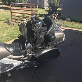 Saddlemen Pet Carrier EX000627 Dennis Kirk - Main Image