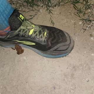 Brooks Caldera 4 - Men display picture 3