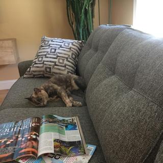 Submitted by ALISON C