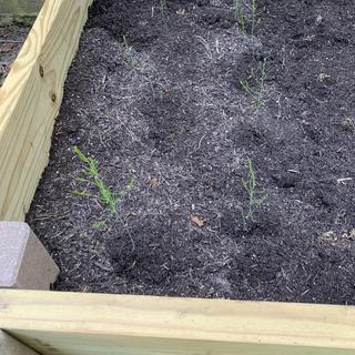 Submitted by Carolyn P