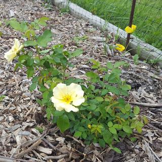 Submitted by Sandi S