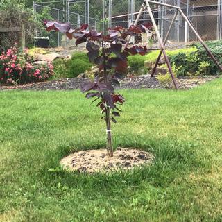 Submitted by NANCY A
