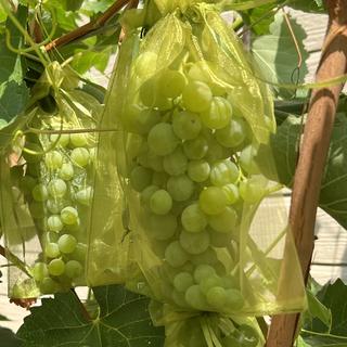 Thomcord Seedless Grape Vine for Sale | Stark Bro's