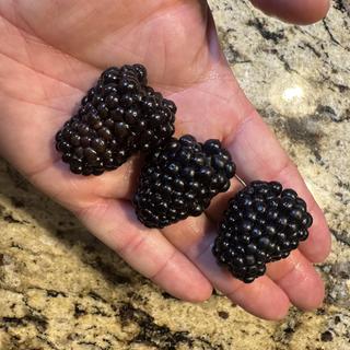 Submitted by OkieGardener